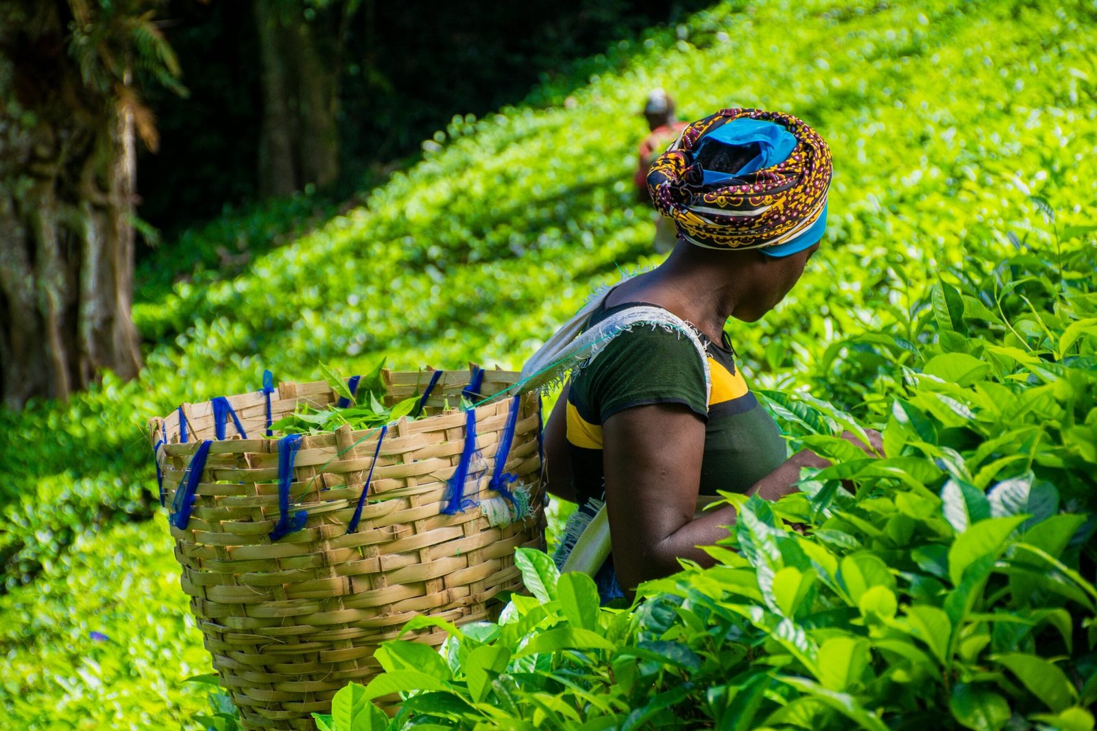 A woman in traditional attire harvesting tea leaves in a lush, green tea plantation.